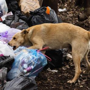 ����: ������ ������� �����.