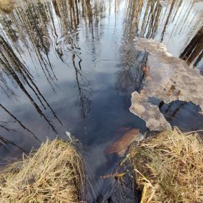 ����: �������� ��������