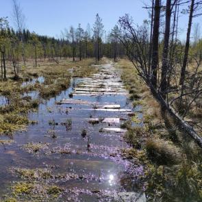 ����: ������� ����