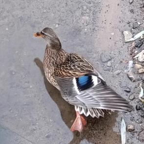 ����: �������� �������� ������� - ����� ���...