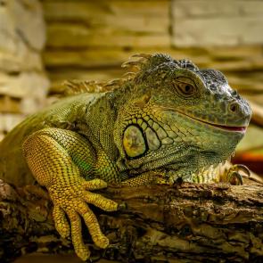 ����: ����������. ���������. 