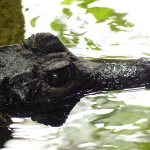 ����: � �������