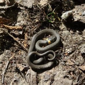 ����: ����