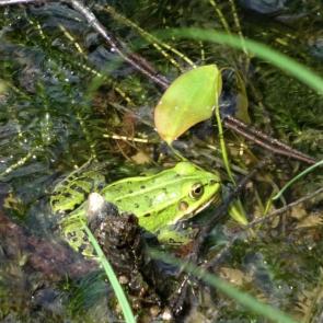 ����: �������