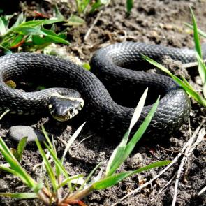 ����: ����