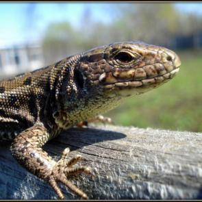 ����: �� ���� �����