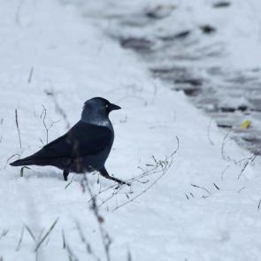 ����: � ������� ������ ����. 