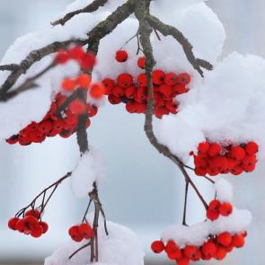 ����: ����. 