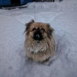 ����: ����������� �������