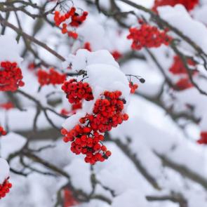 ����: �������. 