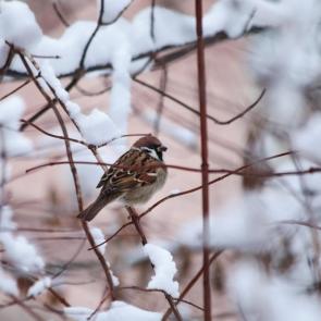 ����: ���������. 