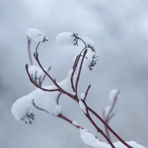 ����: ������ ����. 