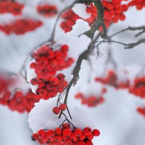 ����: ����� ����. 