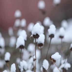 ����: �������. 