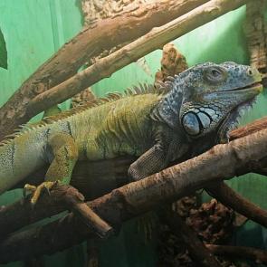 ����: ��������