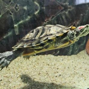 ����: ��������