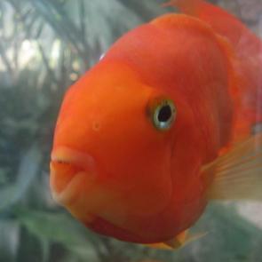 ����: ����-�������