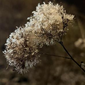 ����: ���������