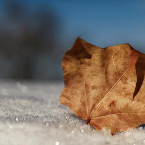 ����: ���������