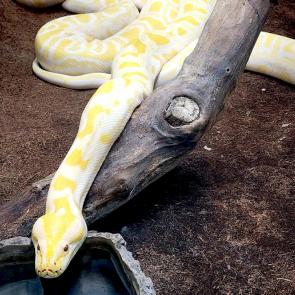 ����: �������� ����� - ��������