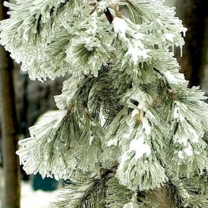 ����: ������ �������