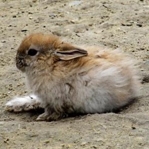 ����: ������