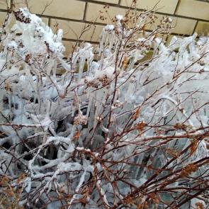 ����: �������