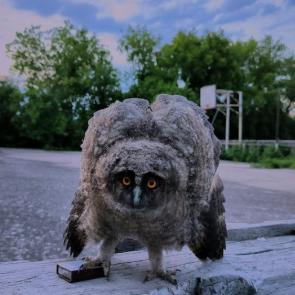 ����: �������