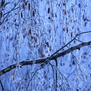 ���� ��������: ������ �������