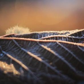 ����: ��������