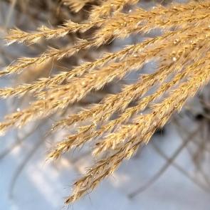 ����: ������ ������� 