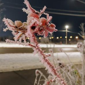 ����: ������ �����