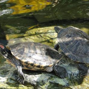 ����: ��������