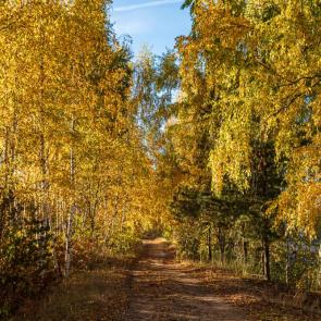 ����: �����