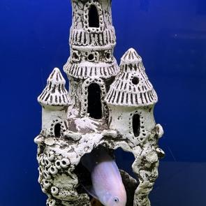 ����: ��� ������ ����� 