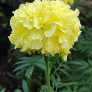 ���� ��������: Ƹ���� ���