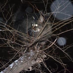 ����: ������ ���������