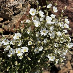 ���� ��������: ������ �����