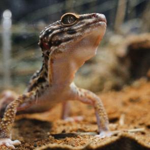 ���� ��������: 