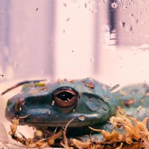 ���� ��������: 