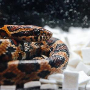 ���� ��������: 