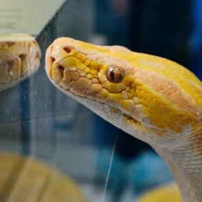 ���� ��������: 