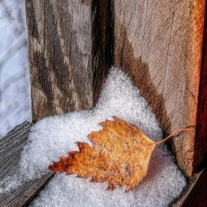 ������ ���������������