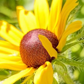 ���� ��������: �����������