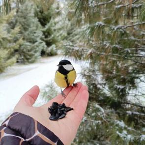 ����: �������