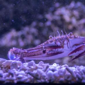 ��������� ������� ����