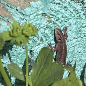 ����: ����������� �������