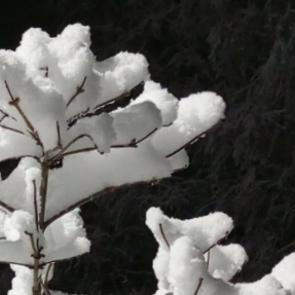 ����: ����� ������ 