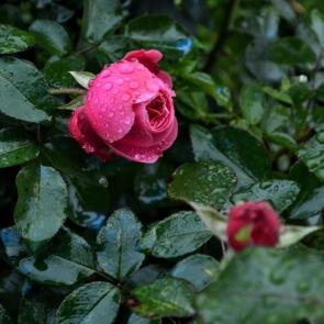 ���� ��������: 