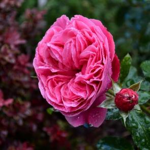 ���� ��������: 